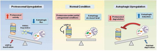Figure 1. Crosstalk between the UPS and autophagy. The proposed molecular circuit in which USP14 is a common denominator of the UPS and autophagy in the compensatory negative feedback connection. When USP14 is inhibited, activated proteasomes result in the degradation of UVRAG, which subsequently leads to a reduction in autophagic flux. Inversely, when cellular autophagy is induced via nutrient deprivation, proteasomal activity is reduced and levels of UPS substrates are elevated. The underlying mechanism mediating proteasome inactivation upon autophagy induction needs to be identified.