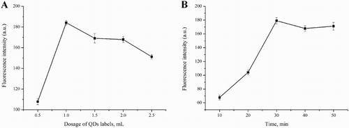 Figure 3. Optimization of conjugated dosage (A) and reaction time (B) of QDs detection probe.