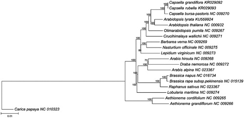 Figure 1. Molecular phylogeny of Arabidopsis lyrata and 18 species from Brassicaceae was based on complete cpDNA sequences. Sequence data was downloaded from GenBank database and the phylogenic tree was constructed by neighbor-joining method with 500 bootstrap replicates in MEGA 6 (Tamura et al. Citation2013). The GenBank accession number of each species used for tree construction is listed after the species name, Carica papaya (NC_010323) was used as the out-group species.