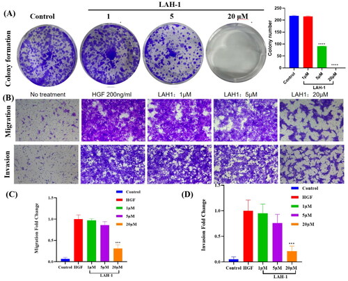 Figure 7. (A). EBC-1 cells were treated with different concentration of LAH-1. Cell plates were stained with crystal violet and imaged. Two independent experiments were carried out, and a representative plate is shown. (B). LAH-1 suppressed HGF-induced NCI-H441 cell invasion and migration. Representative images are shown. The relative migration (C) and invasion (D) fold change were plotted. The data shown are the mean from two independent experiments. *p < 0.05, **p < 0.01, ***p < 0.001, ****p < 0.0001 as compared with control.