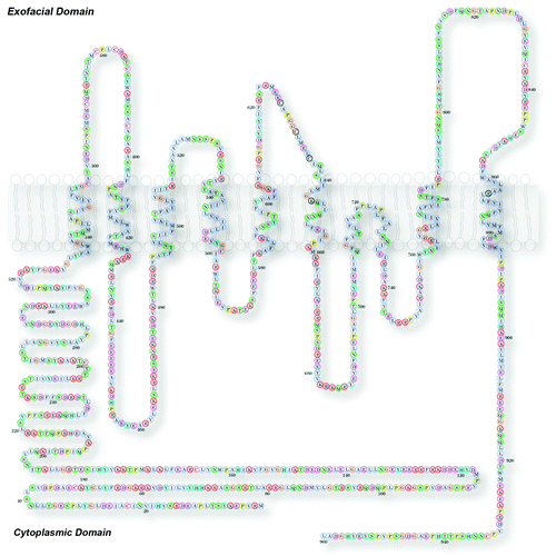 Figure 1. Membrane topology of Ano1. Model of mouse Ano1 topology. This model is based on data from Yu et al. (2012).Citation14 In this model the sequence 628–638 forms the outer vestibule of the channel and amino acids in the first and third intracellular loops are involved in Ca-dependent gating. See Yu et al. for further details.Citation14