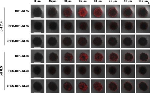 Figure 8 Penetration of DiI-loaded NLC samples through SKOV3 tumor spheroids at pH 6.5 and 7.4 for 2 hours.Notes: Z-stack images were obtained from the top toward the tumor spheroid equatorial plane in 15 μm intervals. Scale bar represents 500 μm.Abbreviations: DiI, 1,1′-dioctadecyl-3,3,3′,3′-tetramethylindocarbocyanine perchlorate; NLC, nanostructured lipid carrier; pNLCs, plain NLCs; RIPL-NLCs, RIPL peptide-conjugated NLCs; PEG-RIPL-NLCs, PEG-modified RIPL-NLCs; cPEG-RIPL-NLCs, cleavable PEG-modified RIPL-NLCs.