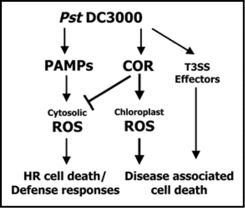 Figure 2 A model for the virulence function of COR in the pathogenicity of P. syringae pv. tomato DC3000 (Pst DC3000). COR from Pst DC3000 regulates both cytosolic and chloroplast ROS homeostasis, and COR-inducible ROS might function with T3SS effector proteins to induce disease-associated cell death.