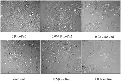 Figure 3. Morphology of hepatocellular carcinoma HepG2 cells treated with osthole at different concentrations (0, 0.004, 0.02, 0.1, 0.5 and 1.0 μmol/ml) for 24 h.