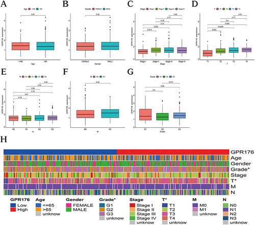 Figure 4 Link of GPR176 expression level with clinicopathological features. (A–G) The link between GPR176 expression level and various clinicopathological features for age (A), gender (B), stage (C), T classification (D), N classification (E), M classification (F), and Grade (G). (H) A heatmap showing the relationship between GPR176 expression level and the clinicopathological features of individuals with GC. (*p < 0.05).