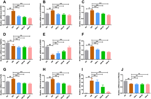 Figure 12 The mRNA expressions of main key targets were examined by qPCR. (A-J) The mRNA expressions of SRC, HSP90AA1, STAT3, MAPK3, ESR1, HIF1α, TLR4, mTOR, MMP9 and PIK3CA by qPCR. β-actin was used as an internal control. Data are expressed as mean±SEM. #P < 0.05 versus NC group, ##P < 0.01 versus NC group, *P < 0.05 versus OM group, **P < 0.01 versus OM group.