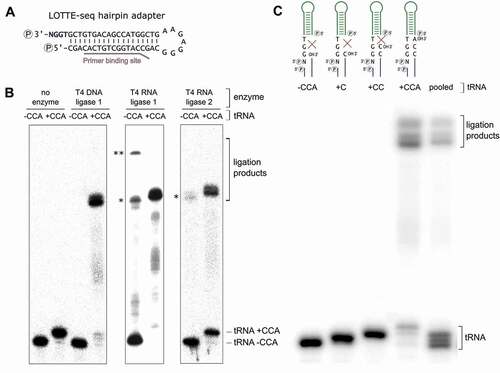 Figure 2. DNA hairpin adapter ligation. (A) DNA hairpin adapter for LOTTE-seq. The 5ʹ-end of the TGGN overhang is phosphorylated for ligation, the base-paired 3ʹ-end for blocking unwanted side reactions. RT primer binding site is indicated. (B) Adapter ligation catalysed by T4 DNA ligase, T4 RNA ligase 1 and T4 RNA ligase 2 (truncated KQ). Hairpin adapter was incubated with radioactively labelled in vitro transcribed yeast tRNAPhe with and without CCA-end. Only T4 DNA ligase fuses the tRNA with 3ʹ-CCA-end to the adapter hairpin at high selectivity, while RNA ligases 1 and 2 show considerable amounts of side reaction products with the transcript lacking a CCA-end (indicated by asterisks *). T4 RNA ligase 1 shows an additional high molecular weight product migrating in the upper part of the gel, probably resulting from the ligation of two tRNA molecules (**). The panel shows a prolonged exposure of the gels in order to visualize any unspecific ligation side reaction products. In a subsequent PCR-based amplification, such products will represent a considerable unwanted part of the sequence reads. (C) T4 DNA ligase-catalysed hairpin adapter ligation on tRNA transcripts with different 3ʹ-ends. Only the tRNA with a complete 3ʹ-CCA end was accepted for ligation, indicating a high specificity of the adapter ligation for mature tRNA 3ʹ-ends. When the tRNAs with different 3ʹ-ends were pooled, T4 DNA ligase exclusively selects the mature tRNA with CCA-end for ligation.