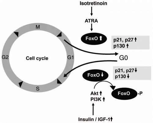 Figure 3 FoxO-induced G1/S arrest of the cell cycle. Isotretinoin-mediated upregulation of cell cycle inhibitors p21 and p27 by FoxO binding to their promoters. Growth factor-mediated nuclear export of FoxO proteins with consecutive downregualtion of p21, p27 and p130. ATRA, all-trans-retinoic acid; Akt, Akt kinase; PI3K, phosphoinositol-3 kinase; IGF-1, insulin-like growth factor-1.