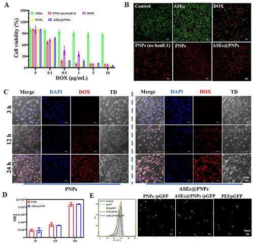 Figure 3 In vitro analysis of ASEc@PNPs. (A) Cytotoxicity of the ASEc, PNPs (no hsulf-1), PNPs and ASEc@PNPs. (B) CLSM images of HepG2 cells incubated with ASEc, PNPs (no hsulf-1), PNPs and ASEc@PNPs. Scale bar: 100 μm. Green and red represent live cells and dead cells, respectively. Cell uptake of PNPs and ASEc@PNPs through (C) CLSM images and (D) flow cytometry. Scale bar: 25 μm. Transfection of PNPs through (E) FCM and CLSM images. Scale bar: 50 μm.