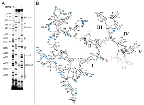 Figure 2 The intracellular structure of the ai5γ intron. (A) Representative primer extension gel showing the in vivo DMS modification pattern of the ai5γ intron - region at the c-c1-c2 three-way junction - in the wt yeast strain. (A and C) denote sequencing lanes. In the - lane natural stops of the Reverse Transcriptase are seen. In the + lane the in vivo DMS pattern is shown. Notably, comparing lanes 3 and 4 reveals the DMS-induced stops of the Reverse Transcriptase and thus accessible residues (N1-A, N3-C). Additional regions of the intron are shown in the subsequent figures (Figs. 3 and 4; Suppl. Figs. 2, 3 and 5). (B) Summary map in which residues methylated by DMS are indicated with blue filled circles. The size of the filled circles correlates with the relative modification intensity of individual bases. As the spliced intron form was analyzed, it was not possible to map the structure of domain 6 shown in gray (as it served as primer binding site to map the very 3′ part of the intron). D2 and D4 are shown in Supplementary Figures 2 and 3, respectively.