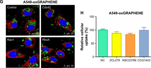 Figure 5 The endocytosis of oxMWCNTs and oxGRAPHENE in A549 cells after down-regulation of Cdc42, Rac1, and RhoA. The carbon nanomaterials (green) were detected by reflected signals. (A–D) CLSM images of endocytosis and relative cellular uptake of oxMWCNTs or oxGRAPHENE in wild and Rho GTPase-silenced A549 cells. (E–H) The endocytosis of oxMWCNTs and oxGRAPHENE in A549 cells after inactivation of Cdc42, Rac1, and RhoA. Data were expressed as mean ± SE, n (indicates different cells) ≥30 (*P<0.05; ***P<0.001).Abbreviations: MWCNTs, multi-walled carbon nanotubes; CLSM, confocal laser scanning microscopy; NC, negative control.