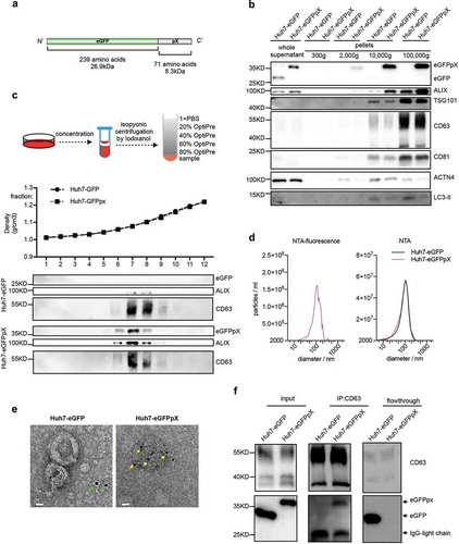 Figure 1. Exogenous expression of recombinant eGFPpX protein stimulates the release of eGFPpX via EVs. (a) Schematic representation of the recombinant eGFPpX protein. (b) Differential centrifugation analysis of EVs secreted from indicated cells. The harvested cell culture supernatant was concentrated and centrifuged by differential centrifugation as described in the Methods section. (c) Density gradient centrifugation analysis of EVs secreted from indicated cells. Concentrated cell culture supernatant was loaded at the bottom of tube for density gradient centrifugation as described in methods. (d) EVs diameter distribution analysis by NTA. The concentrated cell culture supernatant from indicated cells was analysed by NTA. Left: NTA detection of green fluorescence with a 530/25 emission filter; right: NTA with side scatter mode. (e) Immuno-EM analysis of EVs in the concentrated cell culture supernatant. Anti-GFP was used as the primary antibody. The gold is 10 nm in diameter. The green arrow indicates diffuse eGFP. The yellow arrow indicates EV-associated eGFP. The scale bar represents 20 nm. (f) eGFPpX is coimmunoprecipitated by anti-CD63. Human anti-CD63 magnetic beads (Invitrogen, LT-02241) were incubated with the concentrated cell culture supernatant as described in the Methods section.