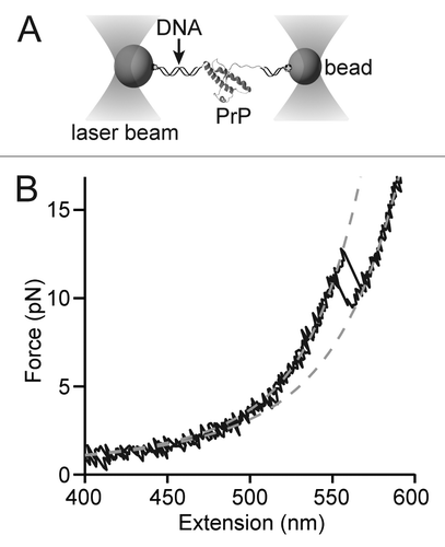 Figure 2. Single-molecule force spectroscopy of a single PrP molecule. (A) Experimental scheme using optical traps. Cysteine labeled PrP is attached to DNA handles linked in turn to beads held by optical traps. (B) Force-extension curves show that as the force increases, the handles stretch until the PrP structure unfolds suddenly as a two-state system. WLC fitsCitation26 (dashed lines) to the folded and unfolded parts of the curves reveal a contour length change matching the result expected for PrPC.