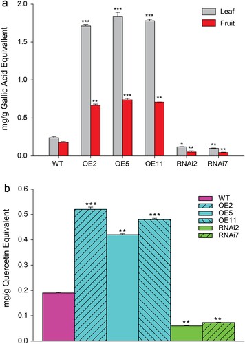 Figure 7. Overexpression of SlMX1 enhanced accumulation of polyphenolic compounds (a) Quantification of total polyphenolic contents in methanolic extracts of SlMX1 OE, WT, and RNAi leaves and fruits using gallic acid equivalent. (b) Quantification of total flavonoid content in methanolic extracts of SlMX1 OE, WT, and RNAi fruit using quercetin equivalent. The data shown are the mean ± SE (n = 3). Single (*P < 0.05), double (**P < 0.01), and triple (***P < 0.001) asterisks denote statistically significant differences between the transgenic and wild-type lines.