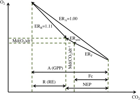 Fig. 5 Schematic vector diagram representing the contributions to O2 and CO2 budgets in a forest ecosystem.