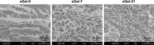 Figure 3 SEM images of electroactive hydrogels (eGels) with different weight contents of nEOAs, where eGel-x represents eGel containing x% nEOA (weight percentage).Abbreviations: SEM, scanning electron microscopy; nEOAs, tetraaniline-graft oxidized alginate nanoparticles.