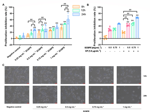 Figure 1 (A) Effects of SCBPE on the proliferation of HepG2 cells (n=6). Compared with negative-control group for the same treatment time: *p<0.05; **p<0.01. Compared with each SCBPE group at the same concentration: #p<0.05; ##p<0.01. (B) Effects of SCBPE in combination with cisplatin (CP) on the proliferation of HepG2 cells (n=6). Compared with the same concentration of SCBPE group: **p<0.01. Compared with the CP group: ##p<0.01. (C) Effects of SCBPE on the morphology of HepG2 cells (×200).