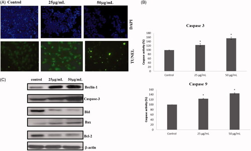 Figure 6. Apoptotic changes induced by the treatment of RR-AuNP were evidenced with TUNEL assay, DAPI staining and Immunoblotting analysis. (A) Apoptotic morphological changes; (B) capases activity; (C) apoptotic signalling proteins.