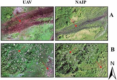Figure 12. Spectral reflectance differences between UAV and NAIP imagery for CRM due to differences in the red, green and blue bandwidths.
