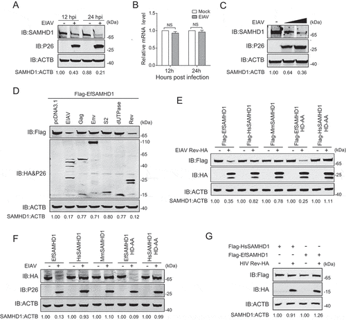 Figure 2. EIAV Rev decreases equine SAMHD1 expression. (A) EIAV infection decreases levels of EfSAMHD1 expression at the protein level. eMDM cells were infected with EIAVDLV36 (RT = 200 ng). EfSAMHD1 protein levels were monitored at 12 and 24 hpi. Western blotting was performed with indicated antibodies. The densities of EfSAMHD1 bands were analyzed to calculate the values relative to that of ACTB. Results were normalized to uninfected cells as control group. (B) EIAV infection does not decrease levels of EfSAMHD1 mRNA. eMDM cells were infected with EIAVDLV36 (RT = 200 ng). EfSAMHD1 mRNA levels were monitored at 12 and 24 hpi. mRNA levels were analyzed using real-time PCR. Data represent means and SD of three independent experiments. P > 0.05 was considered NS, P < 0.05 was considered statistically significant. (C) EIAV infection decreases levels of EfSAMHD1 protein in a dose-dependent manner. eMDMs were mock-infected or infected with EIAVDLV36 for 24 h (RT = 200 ng; RT = 400 ng). (D) EIAV Rev decreases protein levels of EfSAMHD1. HEK293T cells were transfected with the indicated plasmids. Protein expression was analyzed using western blotting with indicated antibodies at 48 hpt. The densities of EfSAMHD1 bands were analyzed to calculate the values relative to that of ACTB. Results were normalized to control cells. (E) Immunoblot analysis of SAMHD1 expression from the EIAV Rev and SAMHD1mutant co-expression experiment. HEK293T cells were transfected with indicated plasmids. Protein expression was analyzed using western blotting with indicated antibodies at 48 hpt. The densities of SAMHD1 mutant bands were analyzed to calculate the values relative to that of ACTB. Results were normalized to respective control cells. (F) The effect of EIAV infection on different SAMHD1 mutants expression. EIAV with VSV-G (RT = 400 ng) was used to infect stable U937 cell lines expressing different SAMHD1 mutants. Protein expression was analyzed using western blotting with indicated antibodies at 48 hpi. The densities of SAMHD1 mutant bands were analyzed to calculate the values relative to that of ACTB. Results were normalized to respective control cells. (G) HIV-1 Rev does not decrease expression levels of EfSAMHD1 or huSAMHD1 proteins