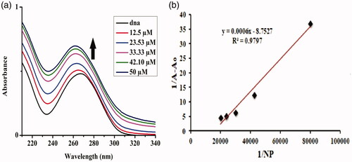 Figure 10. DNA–1%Sr/Ag2O NPs interaction. (a) Plot of absorbance versus wavelength (nm). (b) Linear plot for estimation of binding constant.