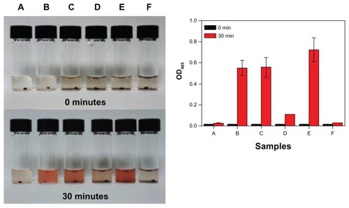 Figure 4 In vitro noncirculating thrombolysis induction. The in vitro noncirculating thrombolysis induced by (A) the control; (B) 62 μg of free rtPA; (C) 62 μg of effective rtPA in MNC-rtPA; (D) MNCs; (E) 62 μg of effective rtPA in MNC-rtPA; and (F) MNCs with an applied magnetic field of 0.3-T (left); and their statistical illustration (right), Values are the means ± SD (n = 3).Abbreviations: rtPA, recombinant tissue plasminogen activator; MNC, magnetic nanocarrier; OD405, optical density at 405 nm; SD, standard deviation.