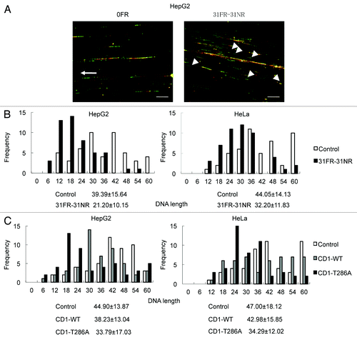 Figure 4. Cyclin D1-mediated slowing down of replication forks. (A) Image of red- and green-labeled DNA tracks. Replication of DNA in 0FR cells is shown by the arrow. Short-labeled DNA tracks in 31FR-31NR cells are shown by arrowheads. (B) Histograms of labeled DNA lengths in 0FR and 31FR-31NR cells. Results for HepG2 and HeLa cells are shown in the left and right panels, respectively. The average lengths are indicated at the bottom of the graph. (C) Histograms of labeled DNA lengths in the HepG2 and HeLa cells that expressed wild-type cyclin D1(CD1-WT) or cyclin D1 mutants (CD1-T286A).