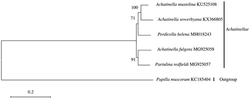 Figure 1. Placement of Achatinella with the Pupillidae out-group. Alignments, model tests, and maximum-likelihood analyses were performed using MEGA version 6.06 (Tamura et al. Citation2013). The mitochondrial genomes were aligned using Muscle in MEGA version 6.06 (Tamura et al. Citation2013). Default settings were used with the following exceptions: the refining alignment preset was run after initial default alignment. The nucleotide substitution model was found to be GTR + G + I using the Akaike Information Criterion (AIC). Maximum-likelihood analysis of the nucleotides was run using the identified model, with bootstrap support values based on 1000 replicates. The resulting tree suggests polyphyly in the current arrangement of the subfamily Achatinellinae (Price et al. Citation2016a, Citation2016b; ).