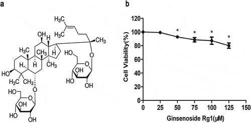Figure 1. Effects of G-Rg1 on the viability of HepG2 cells. The structure of G-Rg1 (a). HepG2 cells were exposed to various concentrations of G-Rg1 (0, 25, 50, 75, 100,125 μM). After incubation for 24 h, cell viability was determined by CCK8 assay (b). Data represent mean ± SD (n = 3). *P < 0.05 (compared with the vehicle-treated control group).