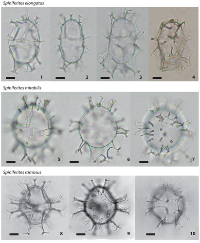 Plate 1. 1−4. Different specimens of Spiniferites elongatus (photos from AR, Gulf of St. Lawrence): continuum from Spiniferites elongatus (1) to morphotypes formerly assigned to Spiniferites frigidus/Rottnestia amphicavata (now Spiniferites elongatus – Beaufort morphotype) (4), central body length from 40 to 50 µm; 5−7. Spiniferites mirabilis (photos from AR, Gulf of St. Lawrence) in dorsal (5) and ventral (7) views and optical section (6), central body diameter 60 µm. 8−9. Spiniferites ramosus (figured in de Vernal & Mudie Citation1989; Labrador Sea) in dorsal (8) and ventral (9) views, central body length 40 µm. 10. Spiniferites ramosus (figured in Rochon et al. Citation1999; western North Atlantic) in ventral view, central body length 40 µm. All scale bars = 10 µm.