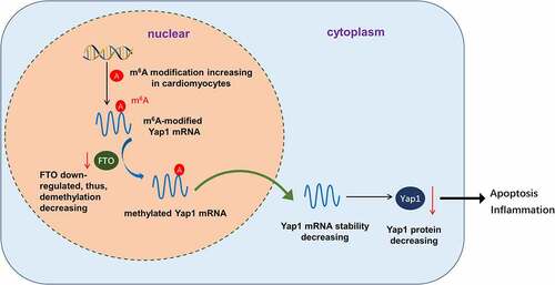 Figure 5. FTO enhanced the stability of YAP1 mRNA through uninstalling the m6A modification of YAP1 mRNA.
