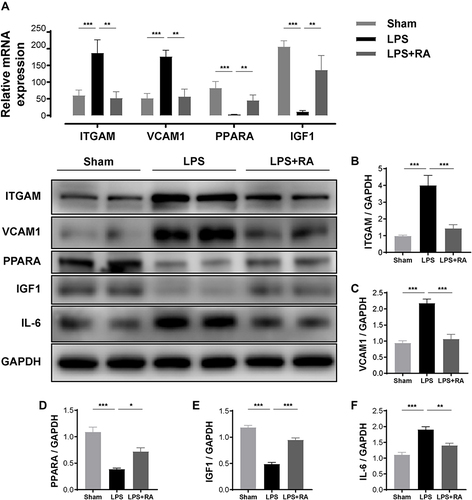 Figure 6 RA modulated PPARA, ITGAM, VCAM-1, IL-6 and IGF-1 in hearts of LPS-treated mice. (A) The mRNA levels of ITGAM, VCAM-1, PPARA and IGF-1 in myocardial tissues of each group (n = 6). *P < 0.05, **P < 0.01, ***P < 0.001 vs LPS. (B–F) The protein levels of ITGAM, VCAM-1, PPARA, IGF-1, and IL-6 in myocardial tissues of each group (n = 6). *P < 0.05, **P < 0.01, ***P < 0.001 vs LPS.
