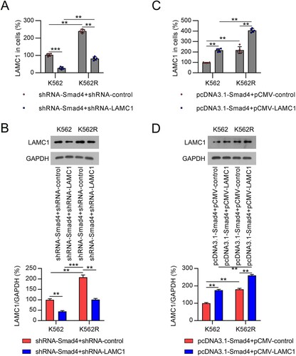 Figure 5. Compensation of LAMC1 in CML cells with altered expression of Smad4. (A, B) K562 and K562R cells were co-transfected with shRNA-Smad4 and shRNA-control or shRNA-LAMC1 for 36 h. LAMC1 expression in K562 and K562R cells was determined by qRT-PCR and WB. n = 5. (C, D) K562 and K562R cells were co-transfected with pcDNA3.1-Smad4 and pcDNA3.1-control or pcDNA3.1-LAMC1 for 36 h. LAMC1 expression was determined by qRT-PCR and WB. WB pictures shown in the Figures are representative from multiple performed immunoblots. n = 3. **p < .01, ***p < .001, compared with indicated group.