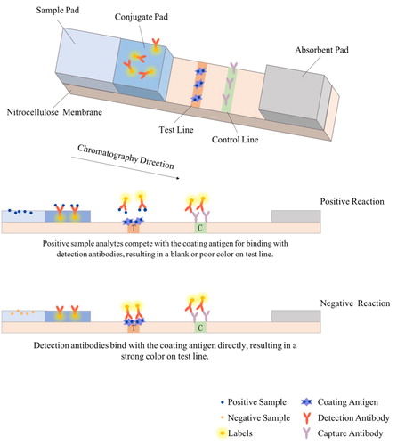 Figure 4. Schematic diagram of the immunochromatographic assay for nitrofurans detection.