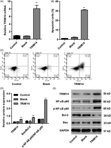 Figure 4. TRIM14 up-regulation induced apoptosis and related protein expression in HNPC. HNPC were transfected with pLVX-Puro-TRIM14 expressing vector. (A) TRIM14 mRNA expression was determined using Real-time PCR assay. (B,C) HNPC apoptosis was determined using flow cytometry assay. (D,E) The level of TRIM14, NF-κBp65, p-NF-κBp65, Bax and Bcl-2 protein was determined using Western blot assay. **p < .01 compared with control.
