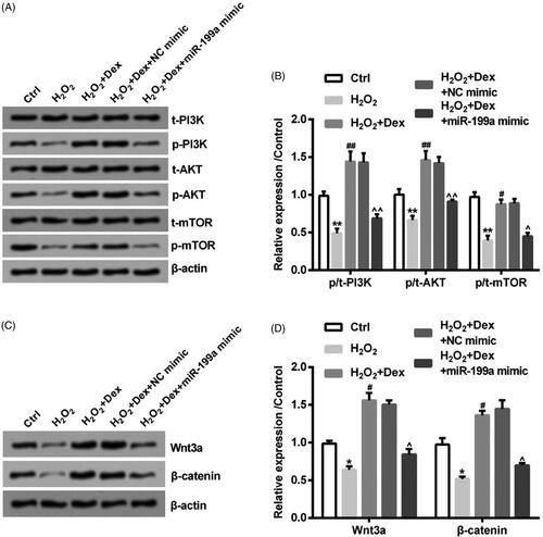 Figure 6. Dex activated PI3K/AKT/mTOR and Wnt/β-catenin pathways by down-regulating miR-199a. After transfection by NC mimic or miR-199a mimic, PC12 cells were incubated by 50 µM H2O2 in combination with Dex (1 nM). (A, B) The phosphorylation levels of PI3K, AKT, and mTOR were measured by Western blot. (C, D) The levels of β-catenin and Wnt3a expression were also tested by adopting Western blot. *p < .05 and **p < .01 vs. control (Ctrl) group. #p < .05 and ##p < .01 vs. H2O2 group. ∧p < .05 and ∧∧p < .01 vs. H2O2+Dex + NC mimic group.