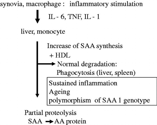 Figure 1. SAA synthesis and pathogenesis of AA amyloidosis. IL-6: interleukin-6; TNF: tumor necrosis factor; IL-1: interleukin-1; SAA: serum amyloid A; AA: amyloid A.