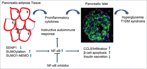 Figure 2. Model for the role of SENP1 in T1DM. SENP1 keeps NF-κB and inflammation in quiescent in adipose tissues. Here we show that adipocyte specific SENP1 deletion induces NEMO SUMOylation, NF-κB activation and NF-κB-dependent proinflammatory cytokine production in adipose tissues, profoundly in the peri-pancreatic adipose tissue (PAT). These cytokines induce high levels of chemokine CCL5 expression in adjacent islets to recruit CCR5+ immune cells. Subsequently, the cytokines and activated immune cells, especially CD8+ cells, attack the pancreases, leading to the chronic destruction of the islet structures, damaged β cells, autoantibody onset and type-1 diabetes progression in the SENP1-deficient mice. Therefore, NF-κB inhibitors block inflammation and ameliorate diabetes progression in the SENP1-deficient mice. Our current study demonstrates that reduced SENP1 expression and enhanced NF-κB activity in PATs may represent a common mechanism for the role of protein SUMOylayion in the pathogenesis of T1DM.