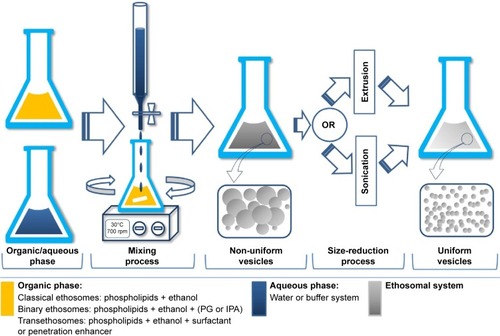 Figure 3 The classical cold method for the preparation of ethosomal systems.Abbreviations: PG, propylene glycol; IPA, isopropyl alcohol.
