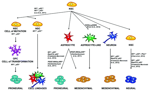 Figure 1. Possible cells of origin of glioma. Studies in mouse models have shown that various cell types can give rise to glioma. Neural stem cells (NSCs) give rise to other Neural Stem Cells, Astrocytes, Astrocyte-like cells, and neurons. Liu et al. 2011 demonstrated that NSCs give rise to OPCs, which can give rise to glioma. Friedmann-Morvinski et al. 2012 demonstrated that astrocytes and neurons can give rise to glioma. Hambardzumyan et al. 2011 demonstrated that astrocytes can give rise to glioma after PDGF overexpression and Ink4a, and ARF deletion. Koso et al. 2012 demonstrated that overexpression of a mutagenic Sleeping Beauty (SB) transposon (T2/Onc2) along with a dominant negative p53 in astrocyte like cells can give rise to glioma. Chen et al., 2012 demonstrated that NSCs could give rise to glioma after Nf1, p53, and Pten deletion. Neural Stem Cells can give to proneural, mesenchymal, and neural cell lineages.