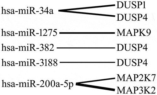 Figure 4. miRnas potentially modulating the expression of MAP kinase-related genes in keratinocytes exposed to cyclosporine a compared to the control.