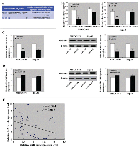 Figure 4. miR-622 directly targets the 3′-UTR of MAP4K4 in HCC. (A) A putative binding site for miR-622 in the 3′-UTR of MAP4K4 predicted by TargetScan software. (B) Dual-luciferase assay showed that overexpression of miR-622 repressed luciferase activity of the wild-type MAP4K4 3′-UTR reporter but not that of the mutated-MAP4K4 3′-UTR reporter. (C and D) MHHC-97H and Hep3B cells transfected with miR-622 mimic and control miRNA were tested for MAP4K4 mRNA and protein levels by real-time PCR and Western blot analysis, respectively. **, P < 0.01. (E) Pearson correlation analysis revealed a significant inverse correlation between miR-622 and MAP4K4 expression levels in human HCC specimens.