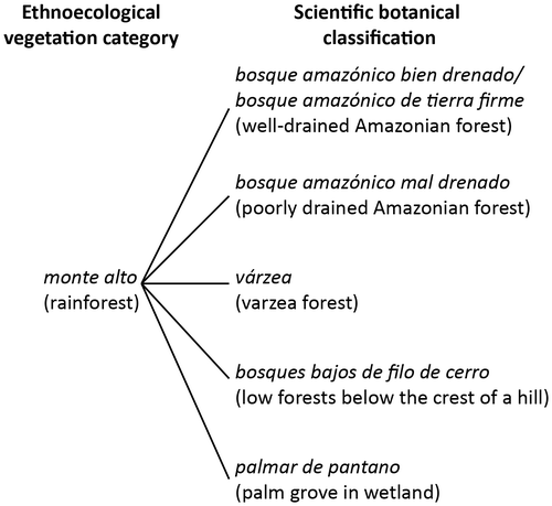 Figure 4. Different scientific botanical categories by Fuentes (Citation2005) all referred to as monte alto in the ethnoecological landscape categorisation.