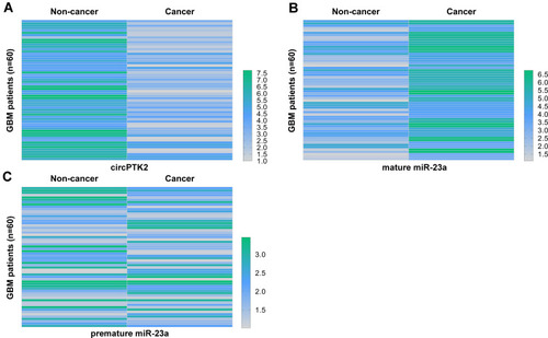 Figure 1 GBM tissues exhibited altered expression of circPTK2 and mature miR-23a but not premature miR-23a. Total RNAs were isolated from paired cancer and non-cancer tissues of 60 GBM patients, and the expression of circPTK2 (A), mature miR-23a (B), and premature miR-23a (C) were analyzed using RT-qPCR. HemI 1.0 software was used to plot heatmaps to represent differential gene expression.