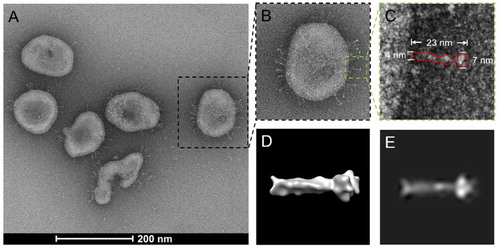 Figure 2. Instantaneous photo of SARS-COV2 taken with electronic microscope. Source: Liu et al. “Viral Architecture of SARS-CoV-2 with Post-Fusion Spike Revealed by Cryo-EM.” Preprint. March 5 2020. BioRxiv. Source subjected to Common Creative license.