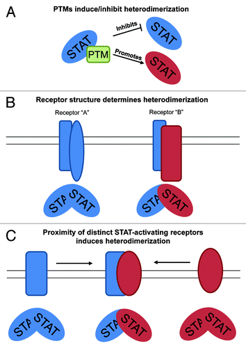 Figure 2. Potential mechanisms of STAT heterodimer formation. (A) As STATs can be extensively post-translationally modified, PTM of STAT proteins may act to inhibit a specific kind of dimerization or promote another. (B) The specific structure of particular cytokine receptors could favor the generation of heterodimers over homodimers. (C) Proximity of subunits that generate distinct STAT molecules could influence heterodimer formation. A cytokine or other cellular event bringing these subunits together could promote the formation of STAT heterodimers.