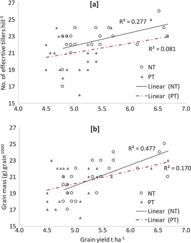 Figure 5. Relationship between grain yield for non-puddled transplanting (NT) and puddled transplanting (PT) of rice with [A] number of effective tillers and [B] thousand grain mass for 2015 boro rice.