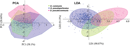 Fig. 4. Scatter plots of principal component analysis (PCA) and linear discriminant analysis (LDA), based on cell measurements of Desmodesmus communis, D. pseudocommunis and D. pseudoperforatus. The PC axes indicate the % variance explained by the principal components and the LDA axes indicate the % of the separation between groups explained by the discriminant functions (LD).