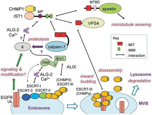 Figure 4. Schematic diagram of calpain-7 actions on ESCRT-mediated EGF receptor downregulation in the endosome-to-lysosome pathway.Calpain-7 (CAPN7) is recruited to endosomes after stimulation of cells with epidermal growth factor (EGF) and regulates downregulation of the ubiquitinated and endocytosed EGF receptor (EGFR). Calpain-7 interacts via the tandemly repeated microtubule-interacting and trafficking (MIT) domains with a subset of ESCRT-III subunits (CHMP proteins) and related proteins that contain MIT-interacting motifs (MIMs). ALG-2 interacts with IST1, a CHMP-like protein, in a Ca2+-dependent manner at the Met-Pro repeat (MP) region. Endogenous substrates of calpain-7 have not been identified yet. Fungal and yeast orthologs of calpain-7 cleave ALIX-homolog-interacting transcription factors in association with ESCRT-III proteins. VPS4 (isoforms A and B) and spastin, meiotic clade AAA ATPases containing MIT domains, disassemble ESCRT-III polymers and microtubules, respectively [Citation101,Citation102]. CHMP, charged multivesicular body protein; MTBD, microtubule-binding domain; MVB, multivesicular body; Ub, ubiquitin.