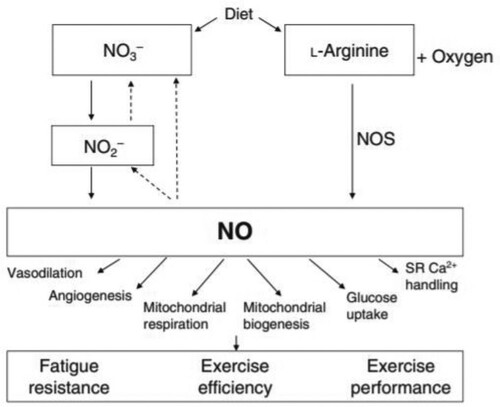 Figure 2. Pathways and physiological benefits of nitric oxide production. Note. The most established pathway is the endogenous production of NO through the oxidation of L-arginine facilitated by nitric oxide synthase. The most recently discovered, is the reduction of dietary nitrate to nitrite by anaerobic bacteria in the oral cavities, which is further reduced to NO. Reprinted from Jones (Citation2014).